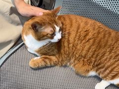 -四月宠物医院·猫专科·心脏专科·内科(转塘店)