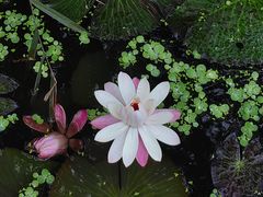 -五缘湾湿地公园