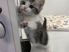 -lincat·猫舍(广州店)
