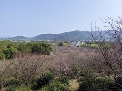 -香雪海