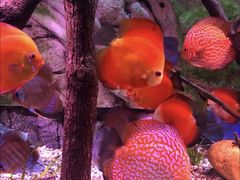 -上海海洋水族馆