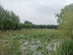 -上海长兴岛郊野公园