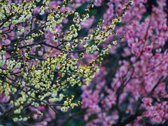 -梅花山(明孝陵内)