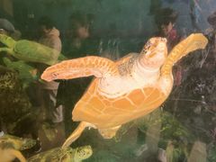 -广东惠东海龟国家级自然保护区