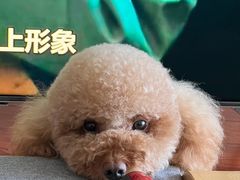 -多乐狗狗宠物训练工作室