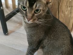 -柴迷FANS CLUB·柴犬狗咖·猫咖