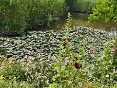 -西溪国家湿地公园