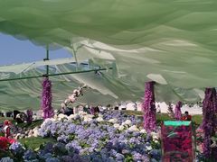 -荷兰花海