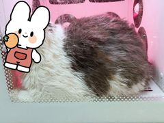 -小呆的宠物店·宠物售卖·宠物寄养(城西店)