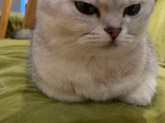 -滚猫咖啡·猫咖·猫友好撸猫(未来城店)