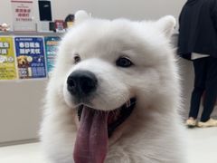 -御宝贝24h宠物医院·转诊中心·CT核磁血透中心(厦门总院)