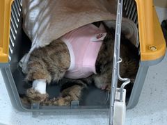 -芭比堂动物医院·CT·微创中心(新顺分院)