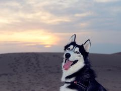 -亿利库布其七星湖沙漠生态旅游区