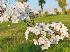 -广富林郊野公园