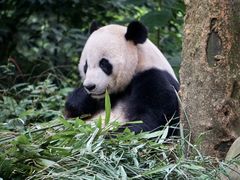 -中国大熊猫保护研究中心雅安碧峰峡基地