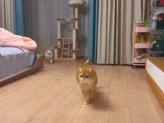 -猫十亿·布偶金渐层·曼基康矮脚猫舍(青年路店)