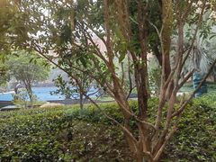 -上海浦东星河湾酒店