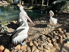 -费瑟代尔野生动物园