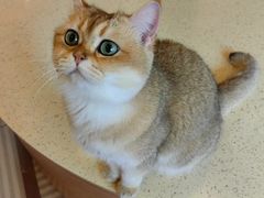 -MOCHA明星猫咖(田子坊店)