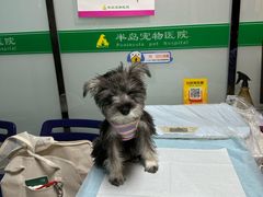 -半岛宠物医院24小时(科华中路店)