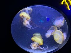 -珠海长隆海洋王国