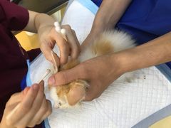 -芭比堂动物医院·犬猫全科·异宠专科(雁塔分院)