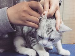 -PETKIT小佩宠物(古北店)