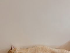 -猫大福·Fortune Cat猫舍(百子湾店)