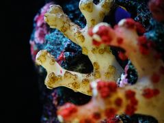 -暹罗海洋世界