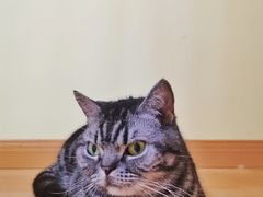 -Meowの猫咖(万家丽店)