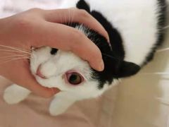 -佳怡动物医院·平价24小时·猫专科骨外科