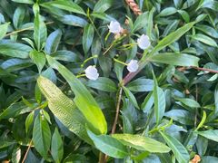 -东莞植物园