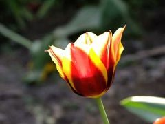 -黑龙江省森林植物园