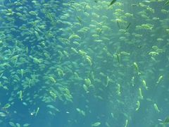 -海合安青岛极地海洋公园