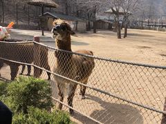 -大连森林动物园