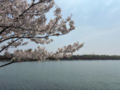 -羊山湖公园