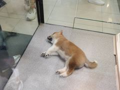 -香港宠物街