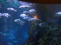 -暹罗海洋世界