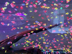 -青石桥花鸟鱼虫市场(叠翠城店)