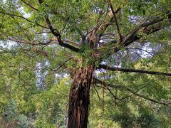 -人民公园(罗湖区)