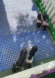 -萌宠亲子动物乐园(槐房万达店)