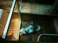 -猫咪博物馆(顶澳仔猫街店)