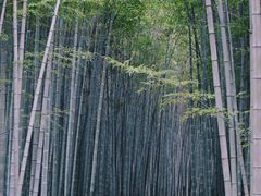 -杭州植物园