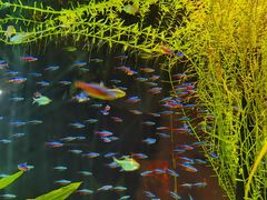 -上海海洋水族馆