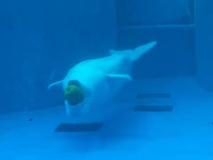 -海合安成都极地海洋公园
