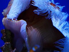 -重庆欢乐海底世界