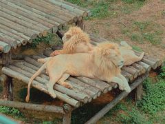 -泉州海丝野生动物世界