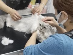 -山宅一喵德文卷毛猫舍
