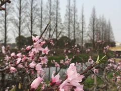 -南汇桃花村