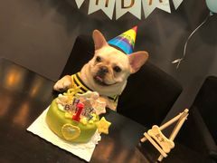 -百好乐宠物友好餐厅(朝外大街店)